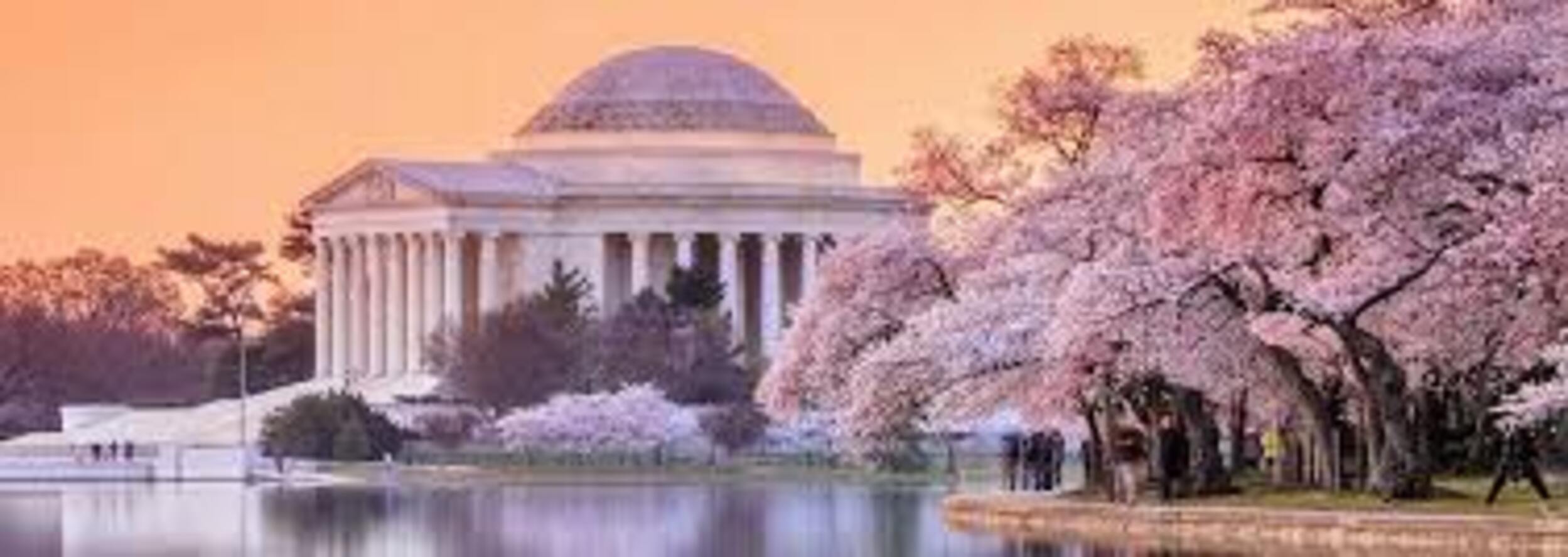 Cherry Blossom 2021.jpg